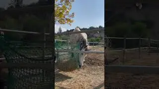 Медленная кормушка MIU Equestrian