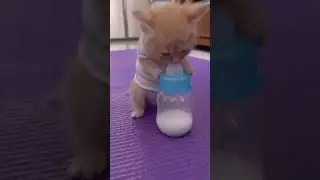Baby cat 