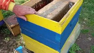 Исправление ослабленных пчелосемей