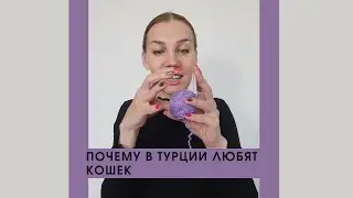 Почему в Турции почитают кошек