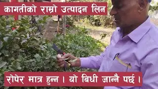 Cutting process in citrus plants || कागती जस्ता अमिलो बिरुवाहरुबाट बढी उत्पादन लिन गर्नैपर्ने तरीका