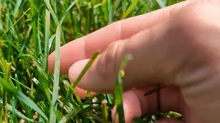 Watch Out For This Lawn Disease In August! Essential Tips For Cool Season Lawns