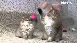 Породистые котята
