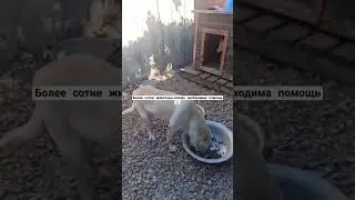 #домашнийприютмилосердие Будем благодарны за помощь 🙏🏼+79278920802