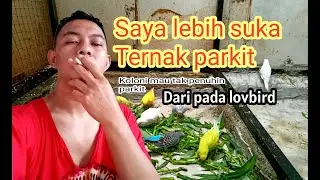 Lebih suka ternak parkit dan gak ribet