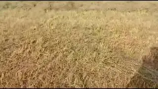 Второй укос многолетних кормовых трав на сено.