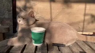 猫日常