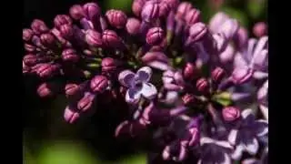 Fotos Botanischer Garten Regensburg April 2015 **Blumen** - Flower Photography