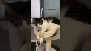 일동이의 앙탈 [동무티브이]