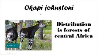 Giraffe  and  okapi.