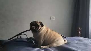 мопсик не в настроении играть