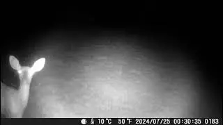 Deer Knows it on cam