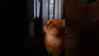 кот немного стесняется😸😸😸