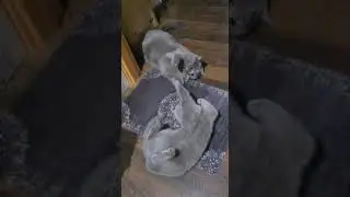 Hermanas gatunas