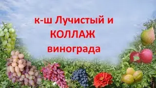 @Кишмиш Лучистый и коллаж винограда на прививках