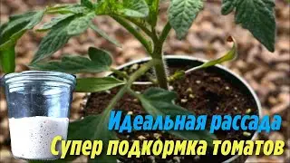 Благодаря этой Супер подкормке ваша Рассада Томатов будет Крепкая и толстенькая Дачные секреты
