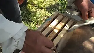 подсадка плодной матки в отводок.
