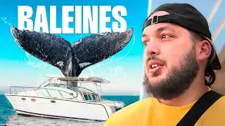 Balade en mer au milieu des Baleines