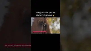 познавательный ролик про зрение лошадей! #вулкан #каратау #horse #лошади #the #малбазар #казахстан