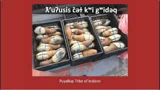 We Are Diving For Geoduck - ƛ’uʔusis čəɫ kʷi gʷidəq | txʷəlšucid literacy