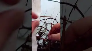 Живые веточки.