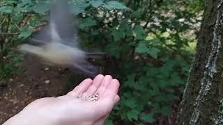 Все любят семечки