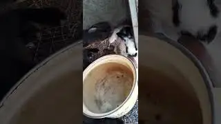Отдых летним утром.