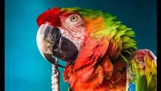 The Rarest Birds In The World Planet