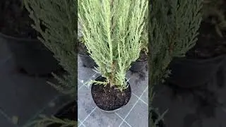 Можжевельник «Блю Эрроу» 950₽ 