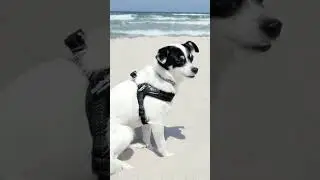 Dogs playing and growling on the beach