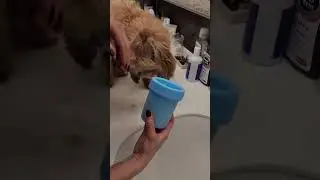 лапомойка для собак это РАЗВОД на деньги.