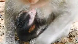 Cuteness Overload 5 Baby Animals You Will LOVE!