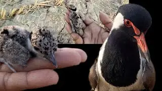 टिटहरी के बच्चे| titihari bird baby #birds #baby #nature #viralvideos