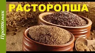 The benefits and harms of milk thistle. How to use milk thistle.
