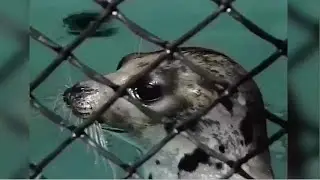 Seal of approval