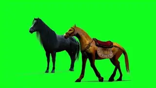 Animated Horse green screen