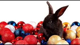 НОВОГОДНЯЯ МУЗЫКА в год КРОЛИКА🐰🐇!