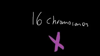 16 chromosones 3