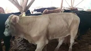 Ангус Авликол лимузин семментал келди 903057667  917409091