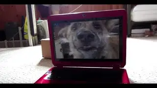 Make your dog, cat, shrew or other furry friend famous on Talking Animals
