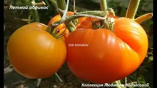 САМЫЕ ЛУЧШИЕ СОРТА ТОМАТОВ 2022 ГОДА (Часть 1)