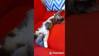 Кошка Леся спит...