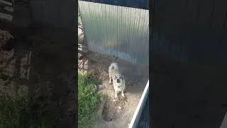Кто самый  главный ?