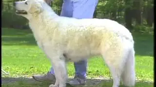 Kuvasz - AKC Dog breed series