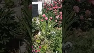 прекрасный розовый цветник🌹🌹🌹💐🌺🌸