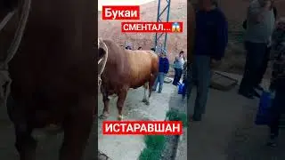 ДАХШАТ ! БУКАИ КАЛОН...😱
