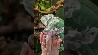 день линяния ! 