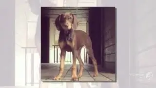 Vizmaraner Dog breed