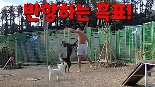 2년동안 실내생활만 하던,진돗개 흑표의 견사 적응기!