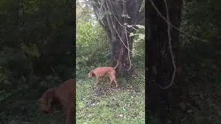 A little bit of spontaneous pointing and hunting